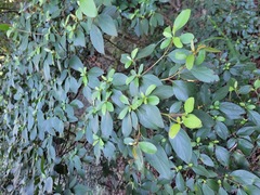 Rhododendron breviperulatum