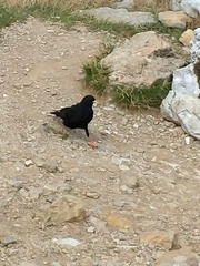 Pyrrhocorax graculus