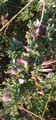 Ononis spinosa