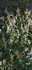 Buddleja cordata