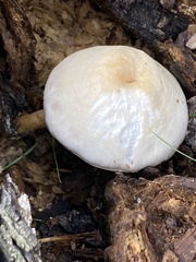 Pluteus