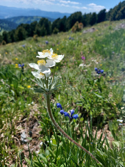Anemonastrum crinitum