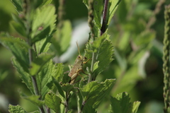 Schistocerca lineata