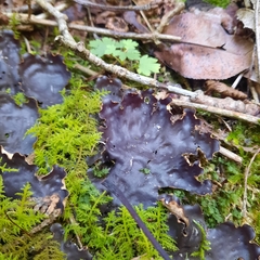 Peltigera horizontalis