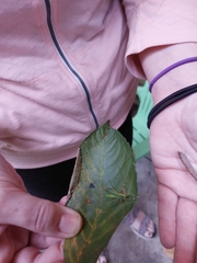 Meconema thalassinum