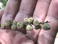 Castanopsis carlesii