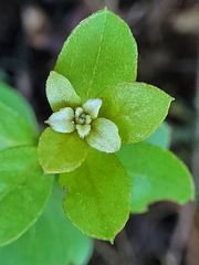Rhododendron breviperulatum