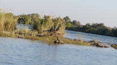 Anhinga rufa