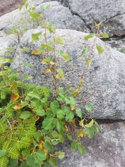 Betulaceae