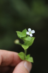Silene kiwuensis