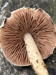 Pluteus