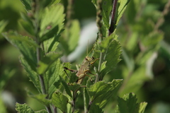 Schistocerca lineata