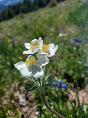 Anemonastrum crinitum