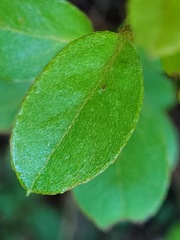 Rhododendron breviperulatum