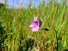 Erodium botrys