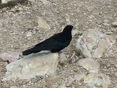 Pyrrhocorax graculus