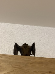 Vespertilionidae