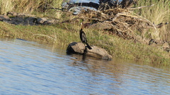 Anhinga rufa rufa