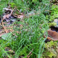 Equisetum scirpoides