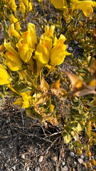 Linaria dalmatica dalmatica