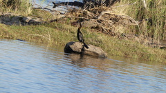 Anhinga rufa rufa