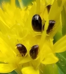Olibrus