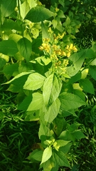 Verbesina occidentalis