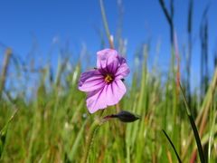Erodium botrys