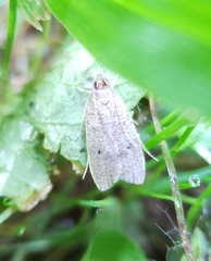 Psilocorsis reflexella