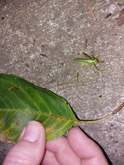 Meconema thalassinum