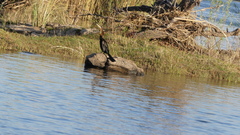 Anhinga rufa rufa