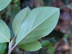 Rhododendron breviperulatum