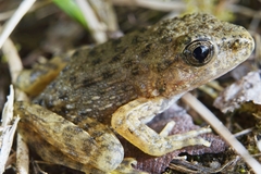 Glandirana emeljanovi