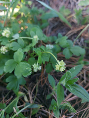 Adoxa moschatellina