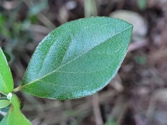 Rhododendron breviperulatum