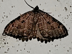 Triphosa dubitata