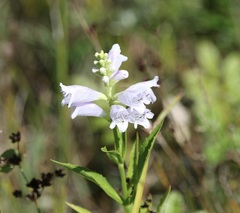 Physostegia virginiana