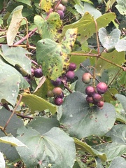 Vitis labrusca