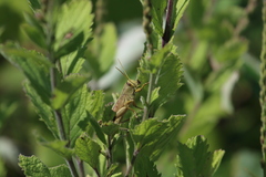 Schistocerca lineata