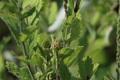 Schistocerca lineata