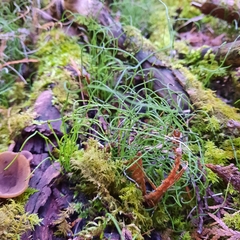 Equisetum scirpoides