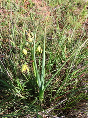 Albuca