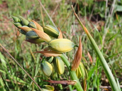 Albuca