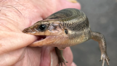 Plestiodon fasciatus