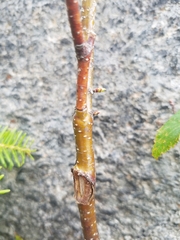 Betulaceae