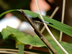 Orthetrum triangulare