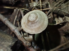 Entoloma conicum