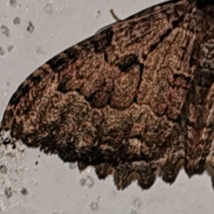 Triphosa dubitata