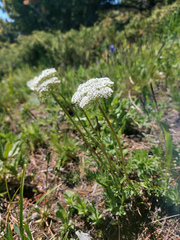 Apiaceae