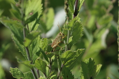 Schistocerca lineata
